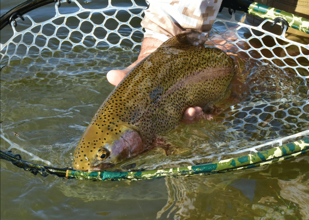 Rainbow trout resting in a landing net beside the water
