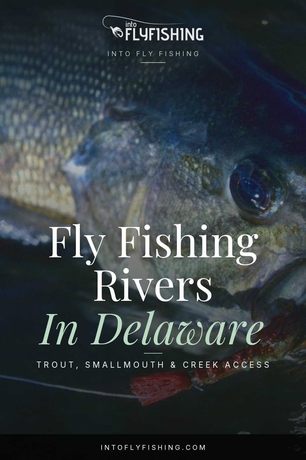 Delaware fly fishing rivers guide pin over a photograph of a smallmouth bass taking a fly.