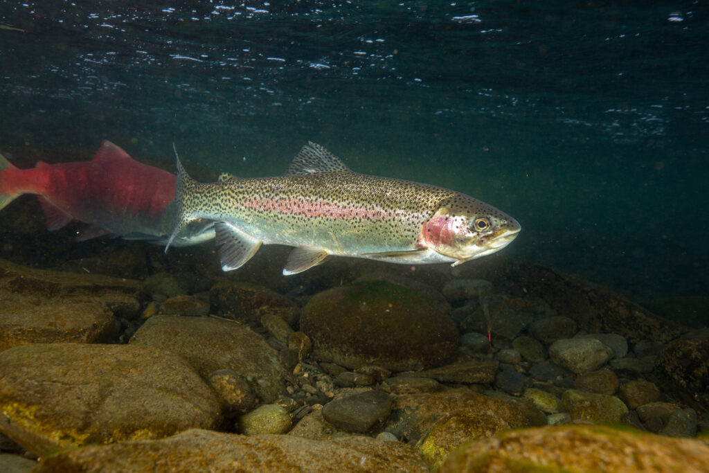 A rainbow trout swimming underwater.