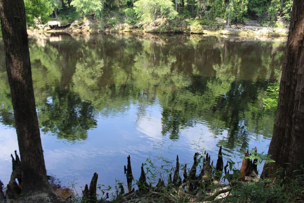 Cypress roots at the edge of a river in Suwannee River State Park.
