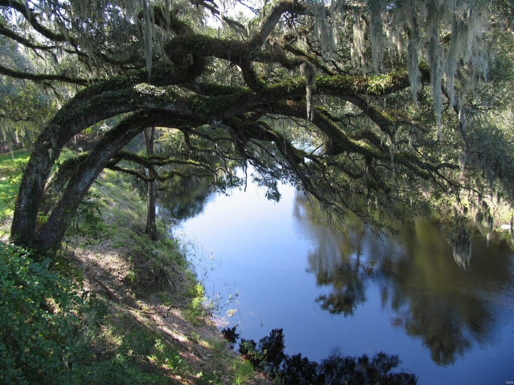 Live oaks beside the Suwannee River at White Springs, Florida.