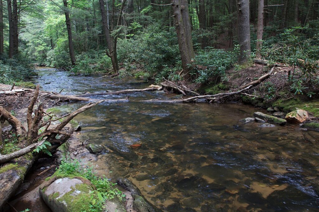Noontootla Creek running through woods in Fannin County, Georgia