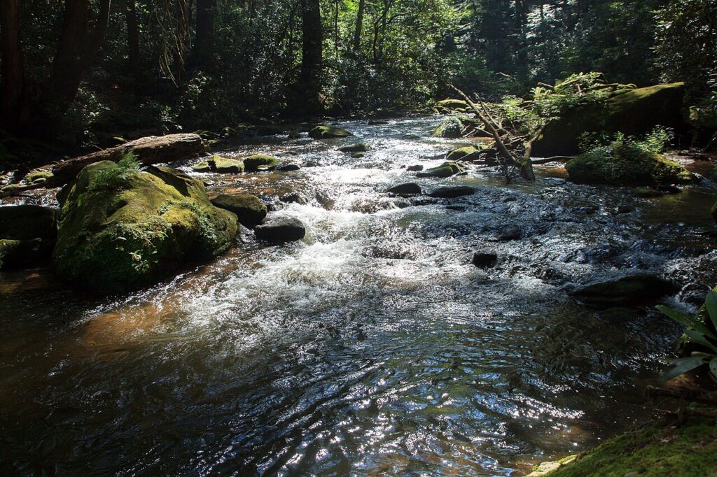 Noontootla Creek running over rocks beneath trees in Fannin County