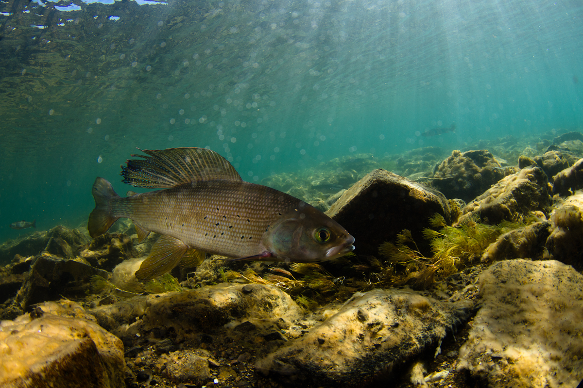 Arctic grayling swimming over a rocky streambed