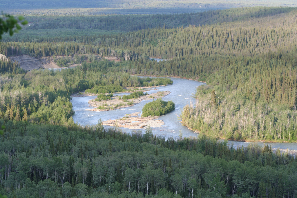 The Klutina River winding through forest in Alaska.