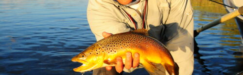 Angler holding a brown trout beside a drift boat