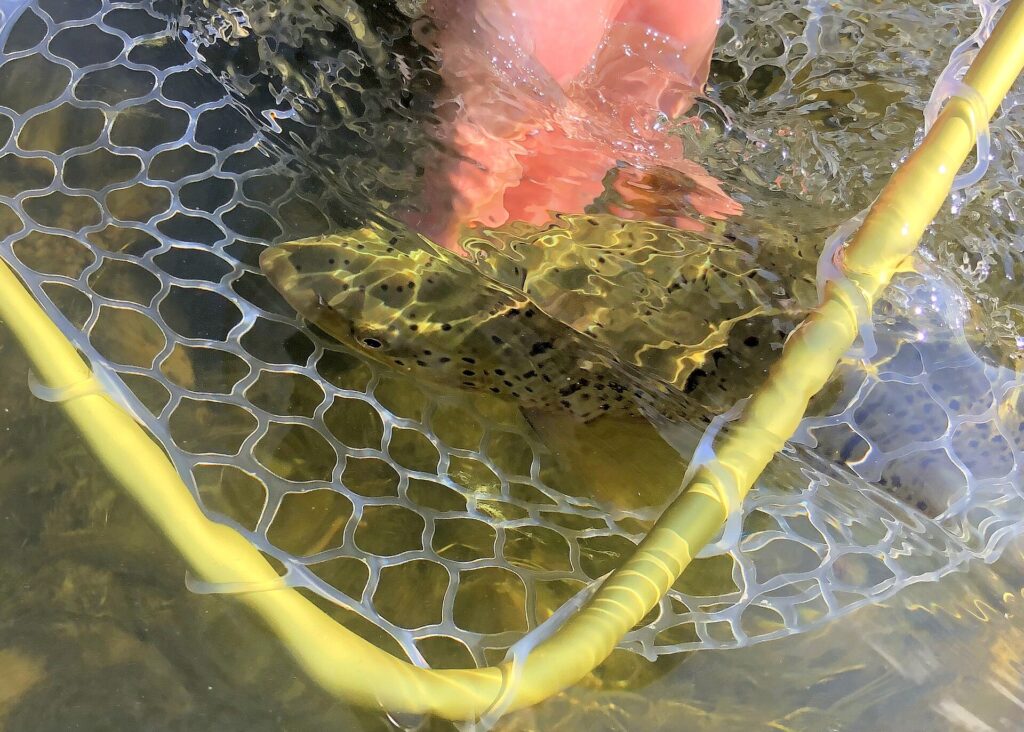 Trout beneath the water in a landing net
