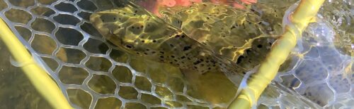 Trout beneath the water in a landing net
