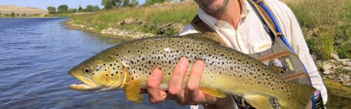 Angler holding a brown trout beside a river